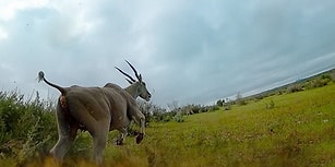 Çitanın Üzerine Yerleştirilen Kamera ile Dünyanın En Hızlı Kara Hayvanının Avlanma Görüntüleri