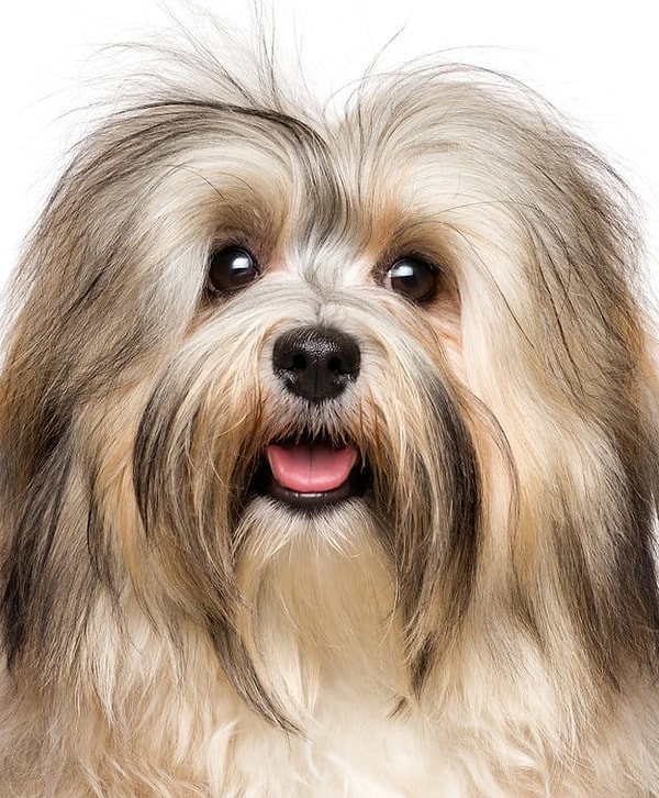 Показать правильный ответ