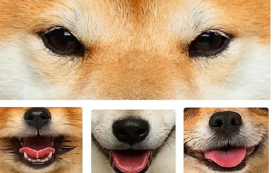 Самый мимишный тест: только 1 человек из 10 сможет правильно сопоставить эти улыбки с глазками