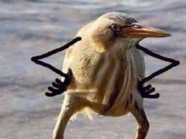 3. Что это за птичка?