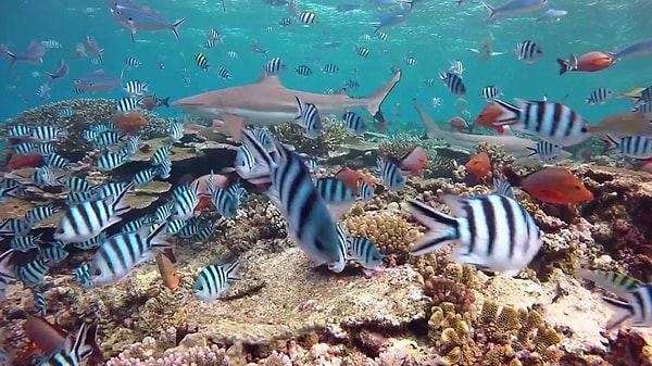 7. Теперь вы здорово проголодались и видите косяк рыб рядом с коралловыми рифами. Можно ли их есть?