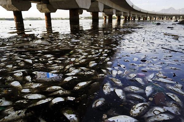 20. Rio de Janeiro'nun deniz kirliliğinden geçilmeyen Guanabara Körfezi'nde ölen balıklar, 25 Şubat 2015.