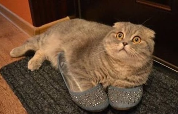 Kedi Isimleri Arayanlar Icin 50 Harika Oneri