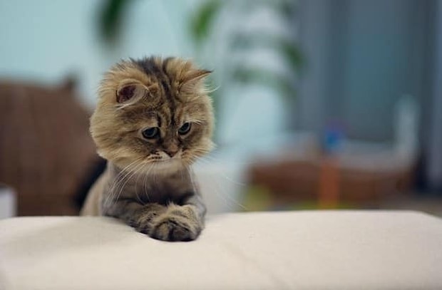 Kedi Isimleri Unisex