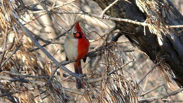 Bir kardinal kuşu, yine yarısı erkek yarısı dişi. Hem vücudunun hem de beyninin yarısından bahsediyoruz.
