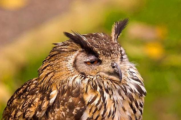 18. This owl is thinking why it's so bright right now.