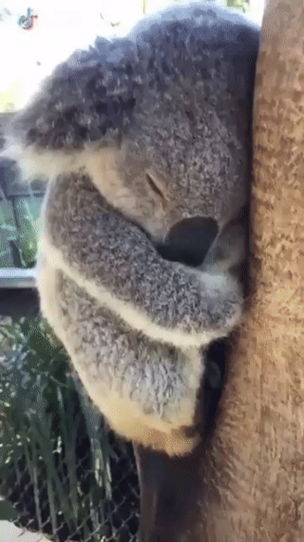 19. Uyuyan bebek koala. 🐨