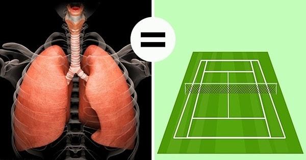 8. İnsan akciğerinin doku alanı bir tenis kortuna eşittir.
