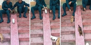 Dünyanın En Güzel Görüntüleri Olabilir: Yavru Köpeklerin Koşarak Kaymaya Gittiği Muhteşem Anlar