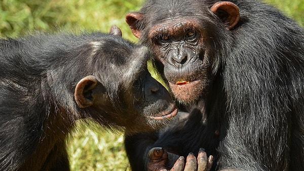 15. Erkek şempanzelerin aralarında kurduğu yakın dostluklar, herhangi bir çatışma durumunda stres seviyelerini düşürmeye yardımcı oluyor.