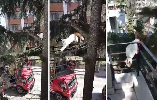 İtfaiye Tarafından Tam Kurtarılacakken Eve Dönmeye Karar Veren Kedi