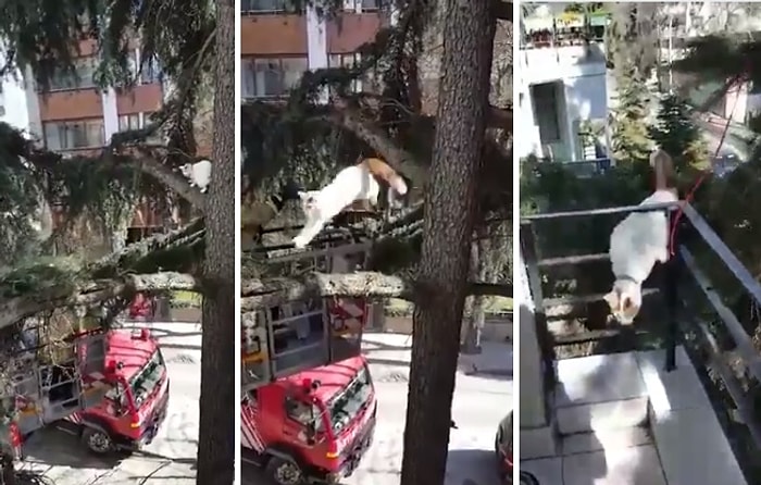İtfaiye Tarafından Tam Kurtarılacakken Eve Dönmeye Karar Veren Kedi