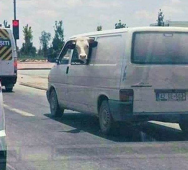 4. "И кто только таким права выдает??" 🙊