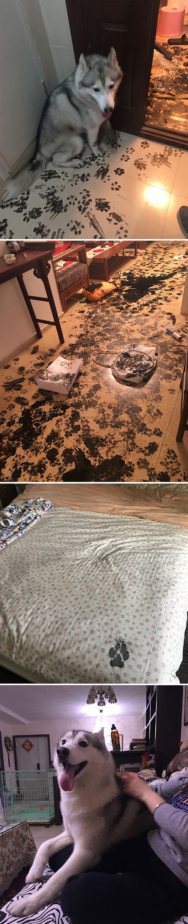 4. Семья ушла в кино на три часа и, придя домой, обнаружила все это и единственный отпечаток лапы на кровати — «Погодите-ка, мне же нельзя залезать на кровать, я же хороший мальчик!»