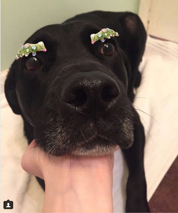 9. Этот тренд стал популярен даже среди собак...