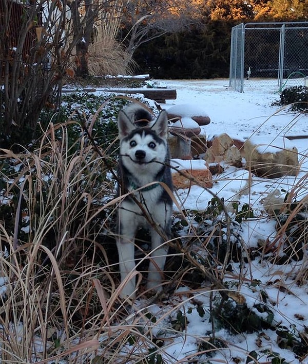 6. «Я нашел палочку!»