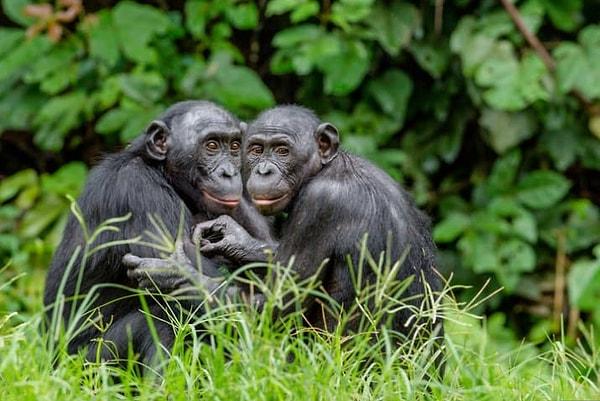 8. Bonobo şempanzeleri seksi sadece üremek için değil, kavgaları ya da anlaşmazlıkları çözmek için kullanır. Bu şempanzelerin hemen hemen tamamı biseksüeldir.