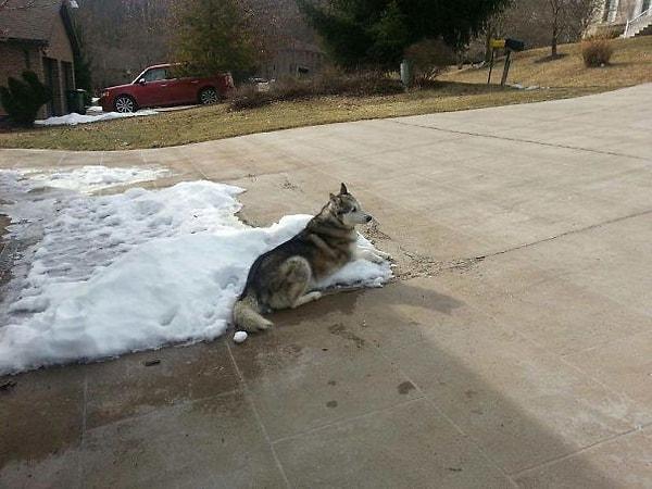 4. "Komşularım köpeğimin kışın tüm gün dışarıda durması için havanın çok soğuk olduğunu söyledi. Ben de onlara bunu gönderdim."