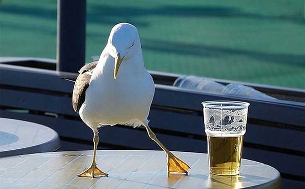 10. Инуитское вино из мертвой чайки