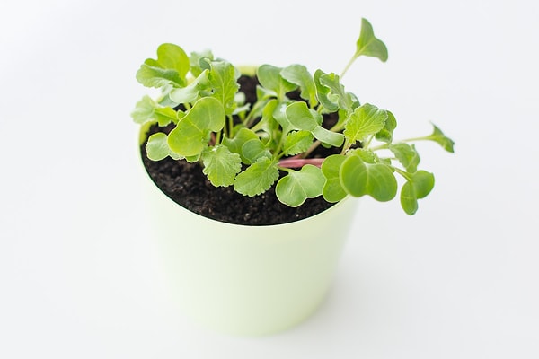 2. Будущий...