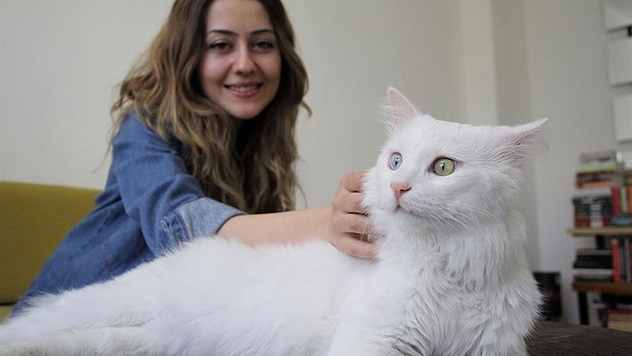 Ayağı Kırık Şekilde İnşaatta Bulunmuştu: 'En Güzel Kedi' Seçilen Sezar ve Yasemin Öğretmenin Hikâyesi