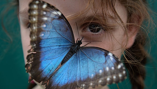 2. Этот писатель в мире учёных был известен своей любовью к бабочкам. Он даже написал несколько буклетов и открыл некоторые новые виды.