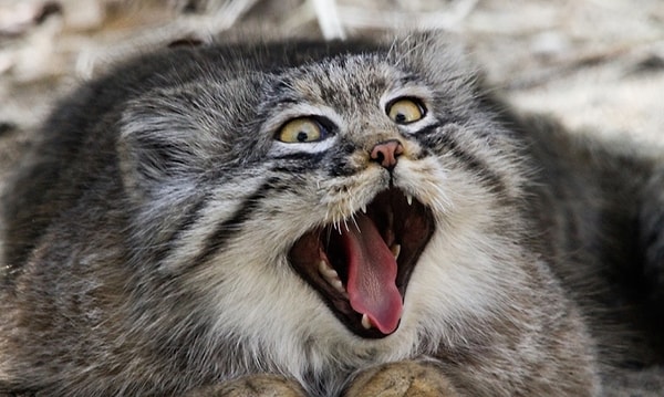 Вам стоит назвать питомца Вениамин!