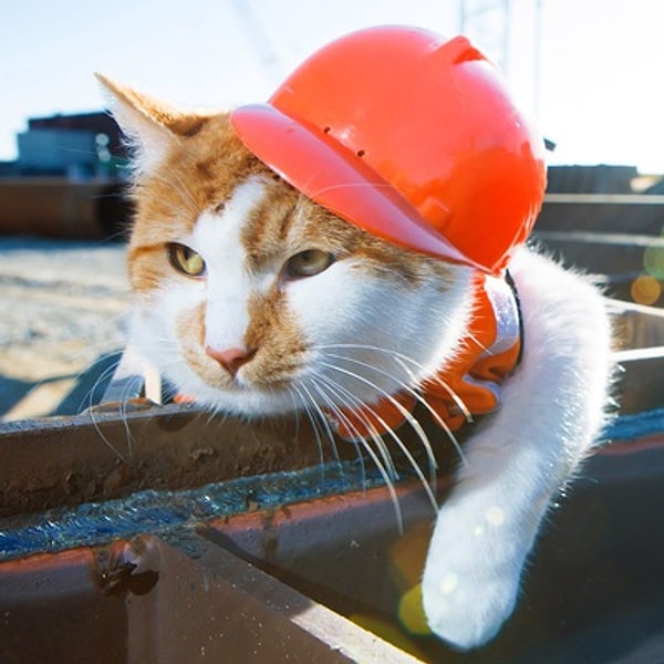 Вам стоит назвать питомца Боб!