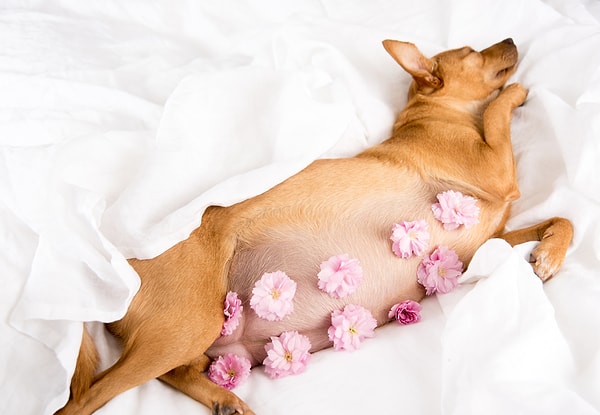 2. Сколько длится беременность у собаки?