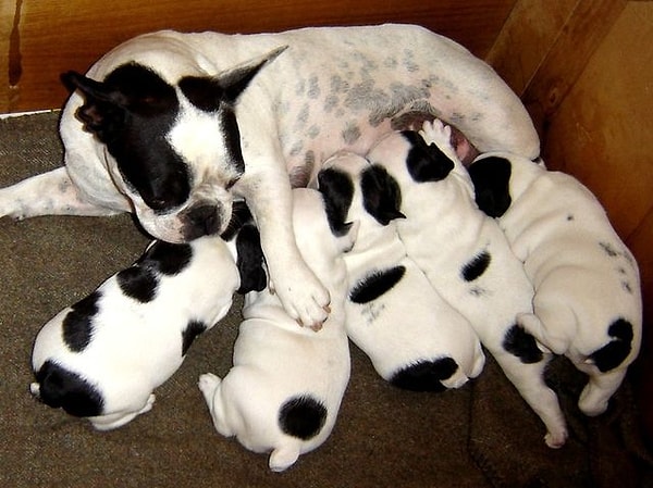 3. Сколько щенков собака может в среднем выносить за одну беременность?