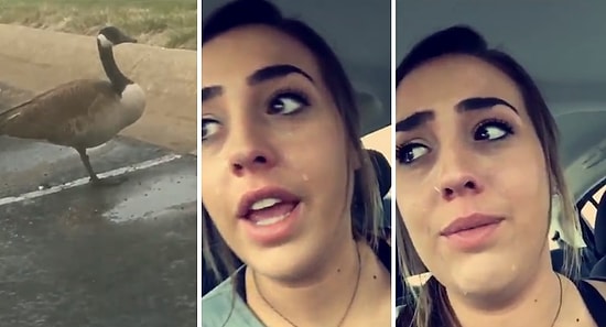 Tek Bacaklı Kaz Görünce Aracın İçinde Yarım Saat Boyunca Ağlayan Kadın