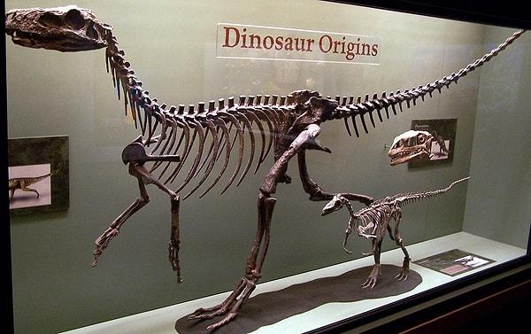 Uzun boylu ve uzun kuyruklu bu dinozorların küçük kafaları bulunuyordu.