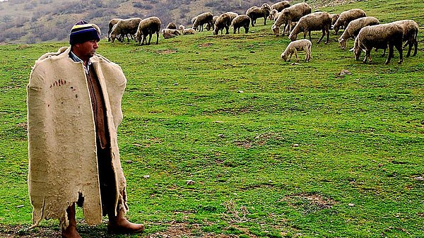 Çemişgezek ilçesine bağlı Payamdüzü köyündeki aileler geçimlerini koyun sürülerini besleyerek sağlıyor.