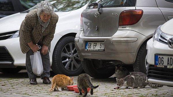 İplikçi ileri yaşına rağmen günde üç saat yürüyerek sokakta yaşayan kedilere mama dağıtıyor.