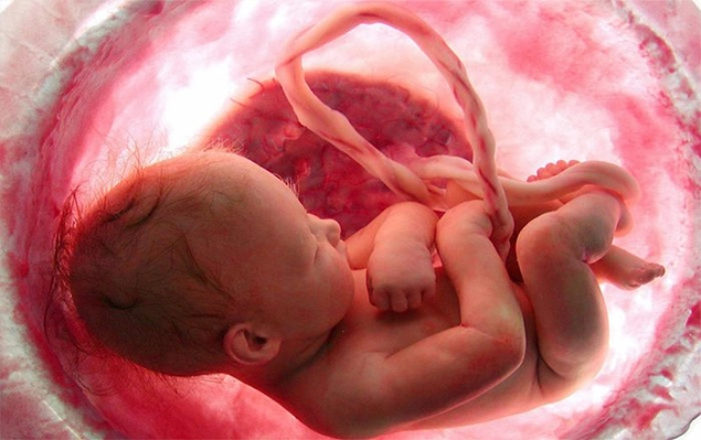 Hamilelik sırasında iç organlara zarar gelmesi halinde, bebekler iyileşme sürecini hızlandırmak için hasarlı noktaya kök hücrelerini gönderirler.