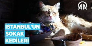Dünyanın En Kalabalık Şehirlerinden İstanbul'un Sokak Kedileri