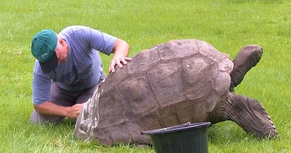 14. Halen hayatta olan en yaşlı kara canlısı 186 yaşında dev kaplumbağa Jonathan.