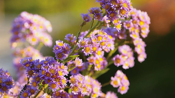 7. Многая сладость претит — горечью вкус оживи! Вот потому-то мужьям законные жены постылы: Слишком легко обладать теми, кто рядом всегда. Пусть перед мужем закроется дверь, и объявит привратник: «Нет тебе входу!» — и вновь он покорится любви.