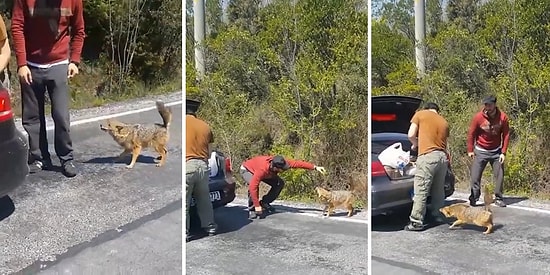 Gençler Yanlarına Gelen Çakalı Beslemeye Çalışırken Az Kalsın Yem Oluyorlardı