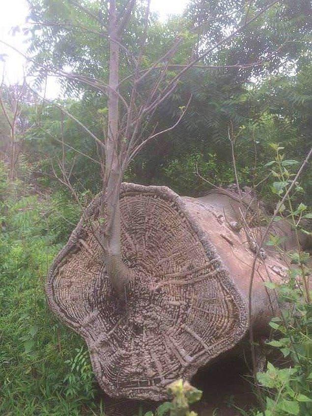 9. Yıkılmış bir baobab ağacının içinden yeniden doğan bir baobab ağacı