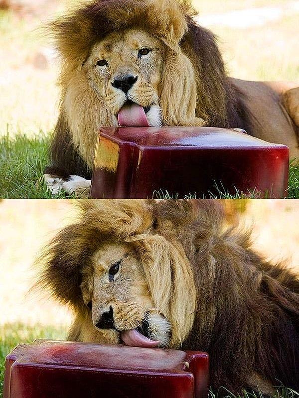 2. Bu aslana hayvanat bahçesi dondurulmuş et ve kan vermiş. Kendisi bir bakıma buzparmak yiyor.