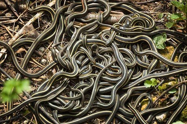 4. Küçük orta boylu erkek yılanlar, dişi taklidi yaparak diğer erkek yılanları çeker, onlarla birlikte ısınmak için sarmaş dolaş olur.