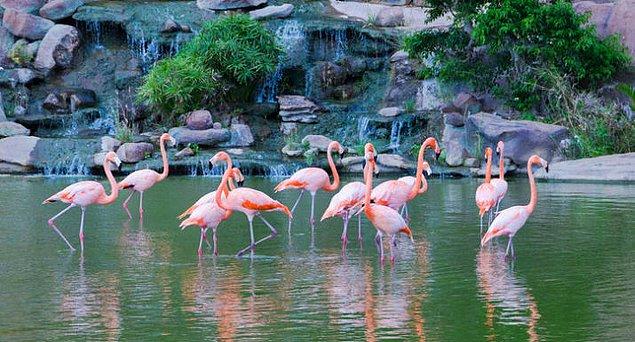 13. Flamingolar doğduklarında pembe renkte değillerdir. Yedikleri algler, larvalar ve karidesler yüzüden pembeye dönüşürler.