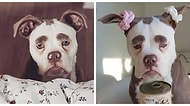 Sosyal Medyanın En Mutsuz Köpeğiyle Tanışın!