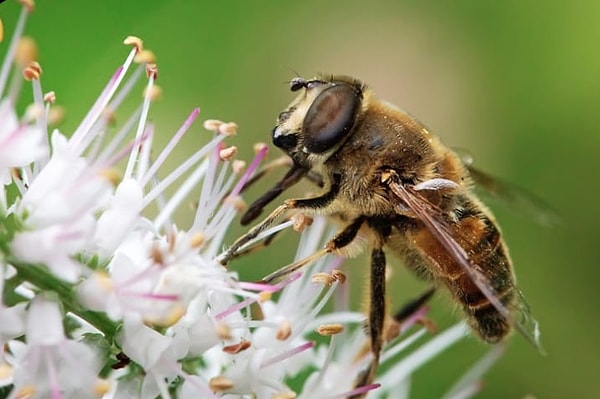 6. Трутни умирают сразу после спаривания, потому что их "детородный орган" остается в камере жала матки