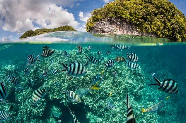 5. Palau yetkilileri ülkeye girmek isteyen turistleri çevreye kirletmeyeceklerine dair yemin altına alıyor.