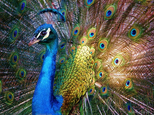 Показать правильный ответ