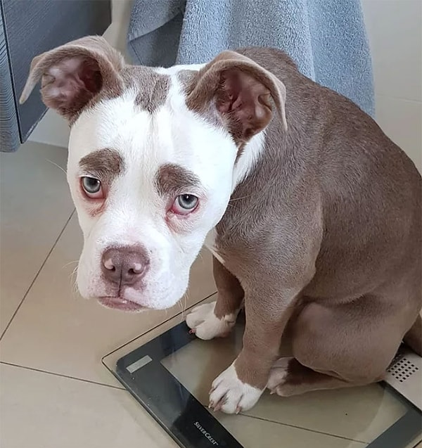 Хотя хозяин так не считает.