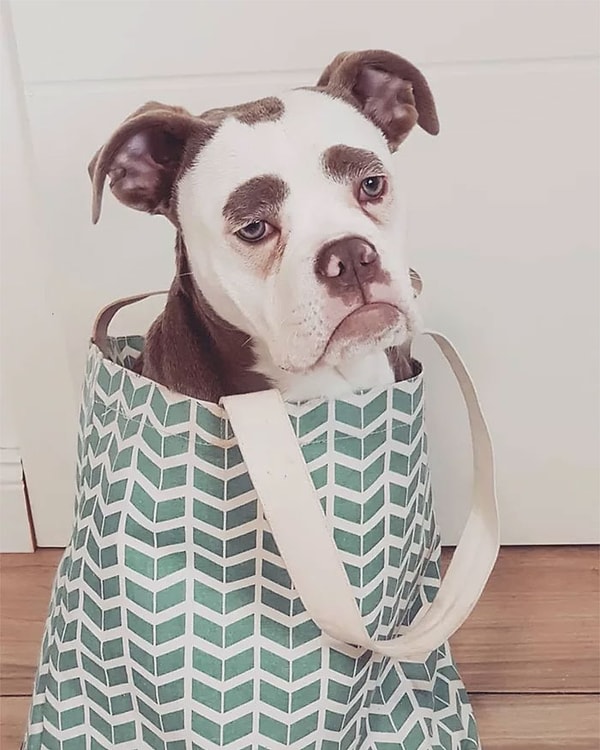 Впрочем, от других собак у нее есть одно маленькое, но существенное отличие - почти 30 тысяч подписчиков в Инстаграм! 🐶