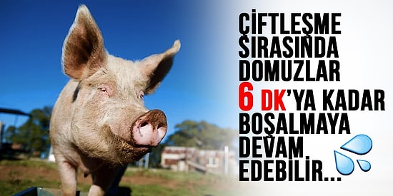 Hayvanların Renkli Dünyası Hakkında Biyoloji Dersinde Öğrenmediğimiz İlginç ve Eğlenceli 25 Gerçek